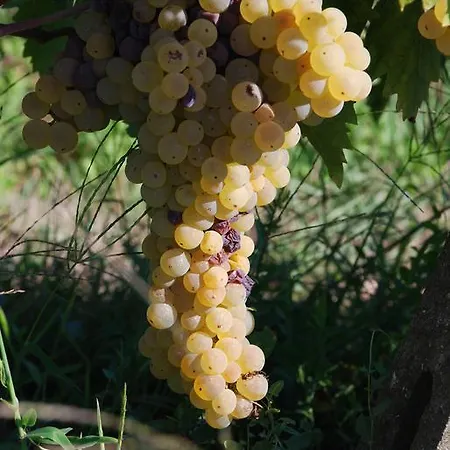 Le Vigne Di *